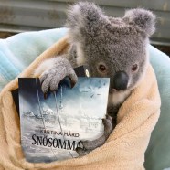 koala och bok